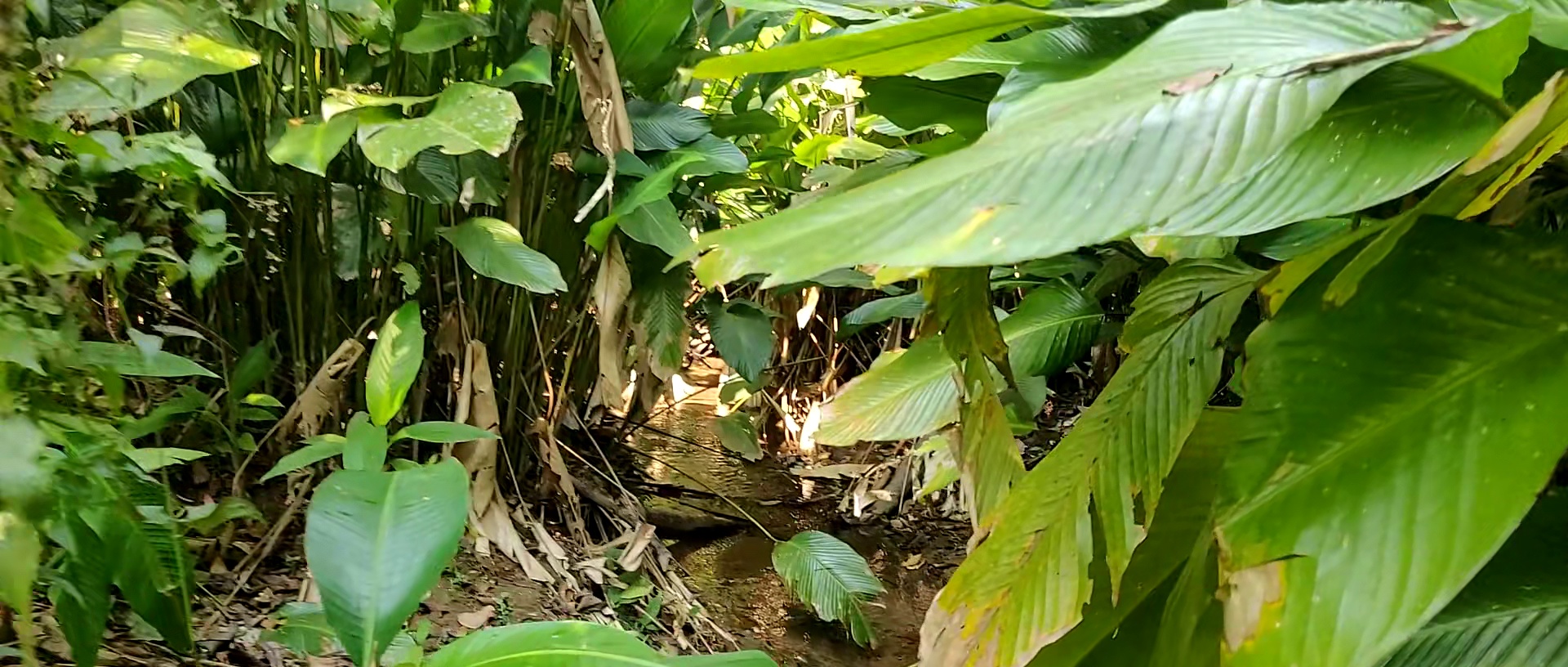 Jungle near Chiang Mai (Doi Suthep area)